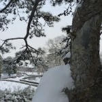 Frozen temple garden