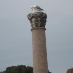 A seagull on a pillar in the Roman Forum