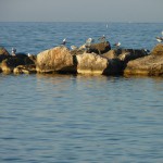 Visitors lining the pool