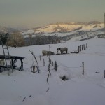 Horse in the snow, Le Marche