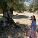 Among the dryads - olive plantation at the Masseria Il Frantoio, Ostuni (photo by Hong Ying)